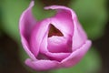 Closeup tulip, Keukenhof Garden, Holland