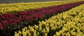 Closeup of tulip rows in a field under the sunlight in Skagit Valley