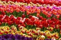 closeup of a tulips field Royalty Free Stock Photo