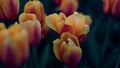 Closeup tulips growing in spring garden. Blooming flower with fresh green leaves Royalty Free Stock Photo