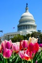 Closeup of tulips under the sunlight with The United States Capitol on the blurry background