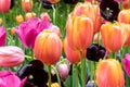 Bed of tulips, various colors. Green grass in background. Royalty Free Stock Photo