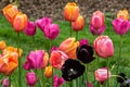 Bed of tulips, various colors. Green grass in background. Royalty Free Stock Photo