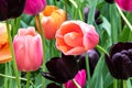 Bed of tulips, various colors. Green plant background. Royalty Free Stock Photo