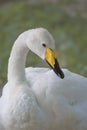 Closeup of a Tundra swan with a yellow and black beak with greenery on the blurry background