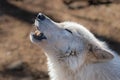 A closeup of a tundra wolf howling with her eyes closed