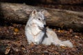 A closeup of a tundra wolf laying on the ground in front of a fallen tree looking slightly right