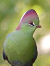 Closeup turaco of fischer