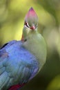 Closeup turaco of fischer Royalty Free Stock Photo