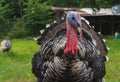 Closeup turkey face