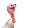 Closeup Turkey Head and Neck With Copy Space