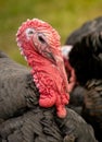 Closeup turkey portrait