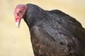 Closeup turkey vulture