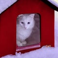 Closeup of Turkish Angora Cat Royalty Free Stock Photo