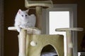 Closeup of Turkish Angora Cat Royalty Free Stock Photo