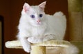 Closeup of Turkish Angora Cat Royalty Free Stock Photo