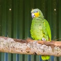 Turquoise fronted amazon parrot sitting on a branch Royalty Free Stock Photo