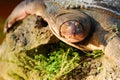 Closeup of a Turtle Royalty Free Stock Photo