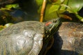 Turtle bask in the sun. sunbathing, nature, animal, Red eared slider Royalty Free Stock Photo