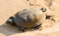 turtle crawling on a sand
