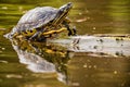 Closeup of a turtle perched on a floating log in a lake