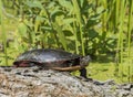 Closeup on Turtle