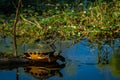Closeup of a turtle trying to get into the water surrounded by green plants