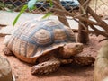 Closeup turtle in the zoo
