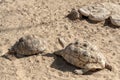 Closeup of turtles on the sand in Dubai Safari Park (Dubai Zoo)