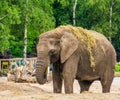 Closeup of a tusked african elephant eating and playing with grass, Vulnerable animal specie from Africa Royalty Free Stock Photo