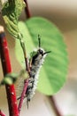 Closeup of a tussock moth caterpillar eating a leaf Royalty Free Stock Photo