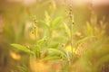 Pigeon pea Toor Dal young plant Royalty Free Stock Photo