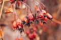 Closeup of twig of rose hip full of old berries of red color with dark spots on blurred background. Healthy plant for