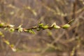 Closeup of twigs with leaf buds ready to burst. Young nature waking up at spring time with tree branch full of buds and small Royalty Free Stock Photo