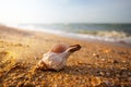 Closeup twisted marine shell lie on a sandy sea beach at the early morning