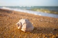 Closeup twisted marine shell lie on a sandy sea beach at the early morning Royalty Free Stock Photo