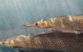 Close up Two Alligator Gar Fish is Swimming in the Aquarium Royalty Free Stock Photo