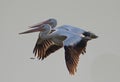 Closeup of two American white pelicans during flight. Pelecanus erythrorhynchos. Royalty Free Stock Photo