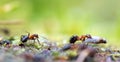 Closeup of two ants isolated on bokeh background Royalty Free Stock Photo