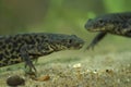 Closeup on two endangered African Algerian ribbed newt, Pleurodeles nebulosus