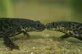 Closeup on two endangered Algerian ribbed newt, Pleurodeles nebulosus nose to nose underwater Royalty Free Stock Photo