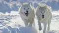 Closeup of two Arctic wolves in midplay their mouths open in joy as they bound through the snowbanks