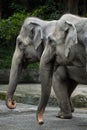 Closeup of two Asian elephants