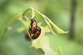 Closeup of two Aspen Leaf Beetles reproducing Royalty Free Stock Photo