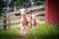 Closeup of two baby Merinos on a farm Royalty Free Stock Photo