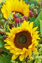 Closeup of two beautiful fresh sunflowers in green garden. Zoomed in macro on vibrant and bright, colorful flowers with Royalty Free Stock Photo