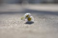 Closeup of Two beautiful isolated white daisy at asphalt road, Royalty Free Stock Photo