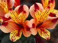 Two Alstroemeria Peruvian lilies, variety Indian Summer