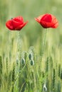 Closeup of two beautiful red poppies in a wheat green field in the summer Royalty Free Stock Photo