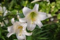 Closeup of two beautiful white Easter lily flowers in bloom in early spring